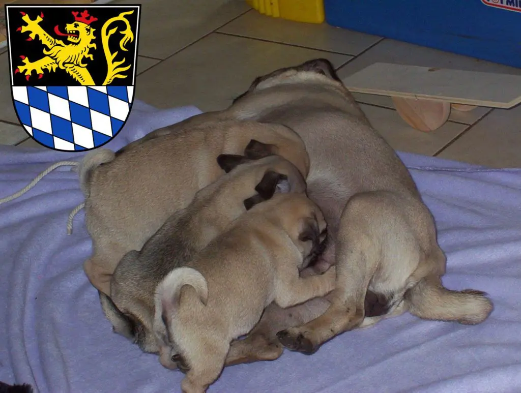 Mops Züchter mit Welpen Amberg, Bayern