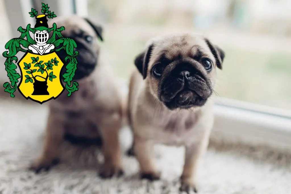 Mops Züchter mit Welpen Apolda, Thüringen