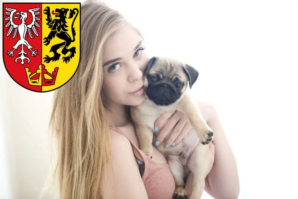 Mops Züchter mit Welpen Bad Neuenahr-Ahrweiler, Rheinland-Pfalz