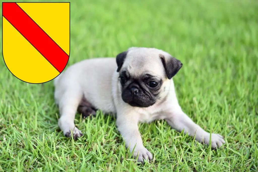 Mops Züchter mit Welpen Baden, Baden-Württemberg