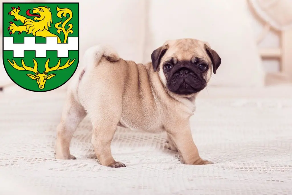 Mops Züchter mit Welpen Bergisch Gladbach, Nordrhein-Westfalen
