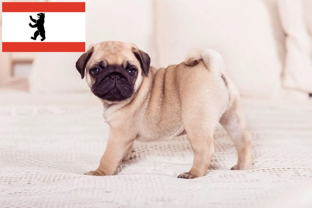 Mops Züchter mit Welpen Berlin, Berlin