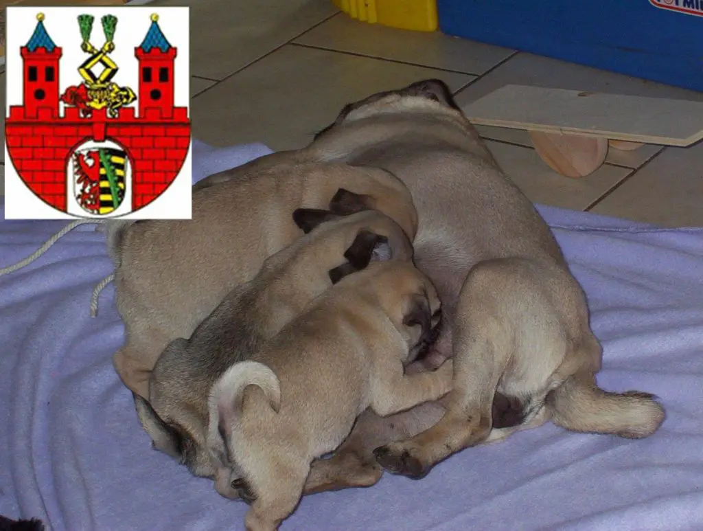 Mops Züchter mit Welpen Bernburg (Saale), Sachsen-Anhalt