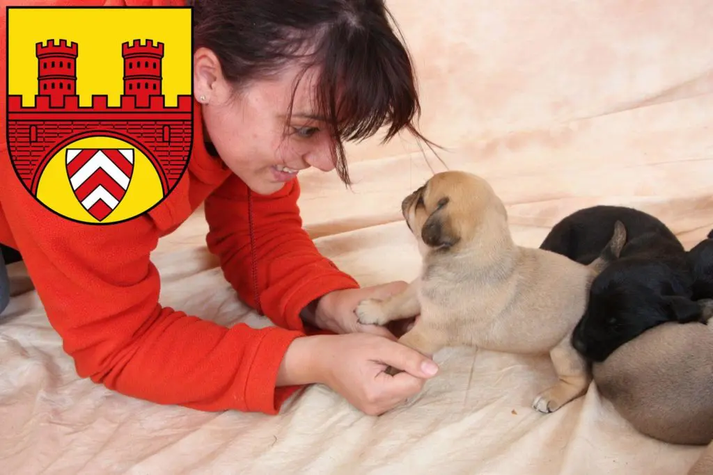 Mops Züchter mit Welpen Bielefeld, Nordrhein-Westfalen