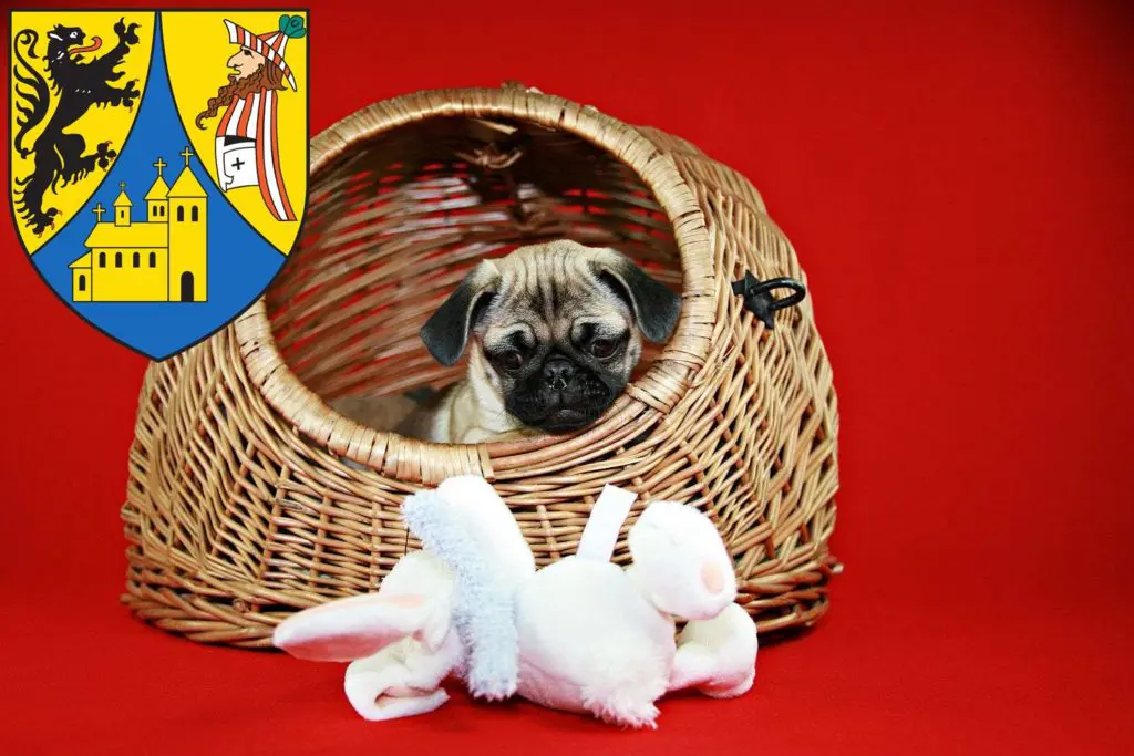 Mops Züchter mit Welpen Borna, Sachsen