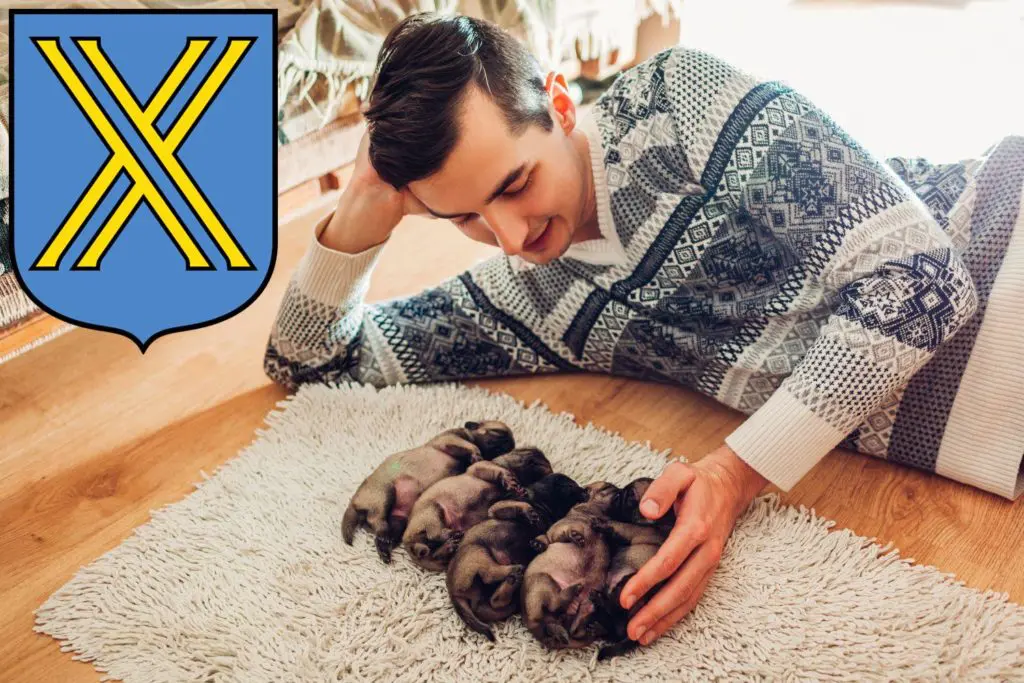 Mops Züchter mit Welpen Castrop-Rauxel, Nordrhein-Westfalen