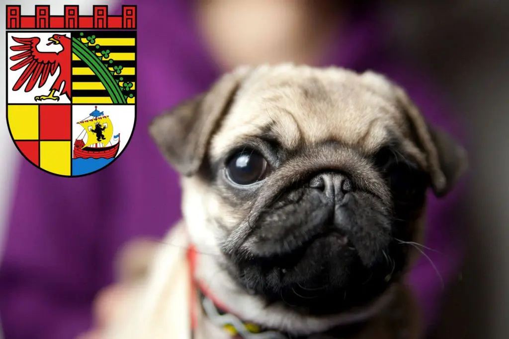 Mops Züchter mit Welpen Dessau-Roßlau, Sachsen-Anhalt