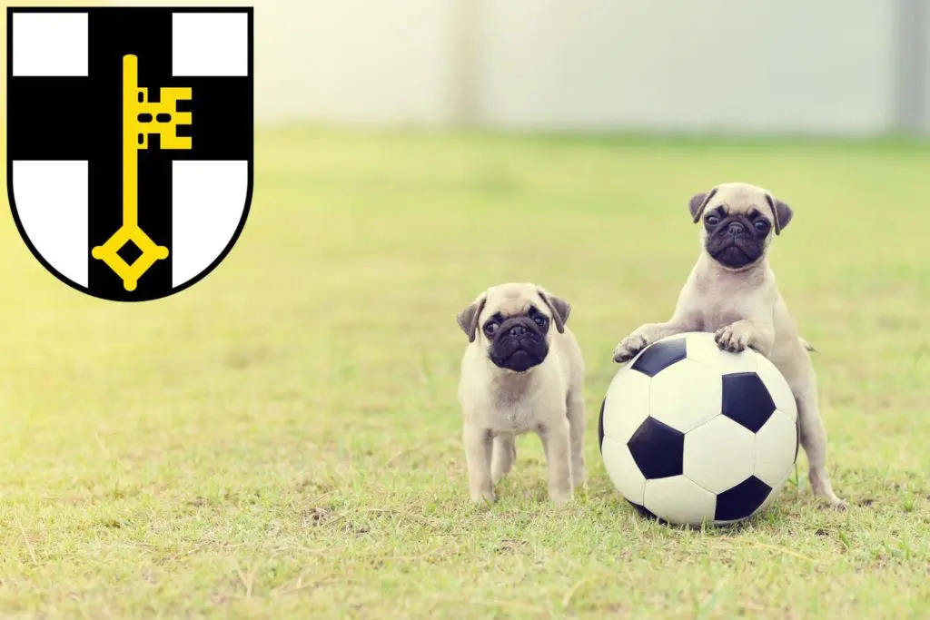 Mops Züchter mit Welpen Dorsten, Nordrhein-Westfalen