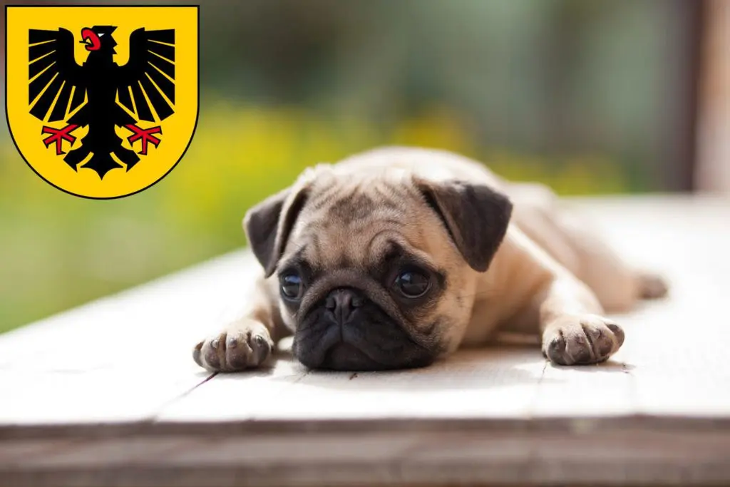Mops Züchter mit Welpen Dortmund, Nordrhein-Westfalen