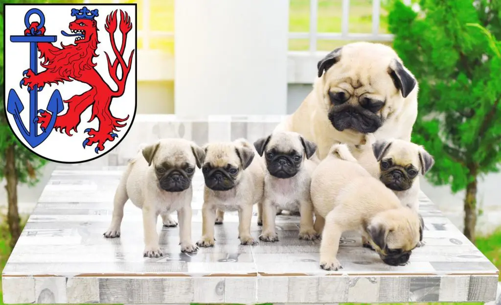 Mops Züchter mit Welpen Düsseldorf, Nordrhein-Westfalen
