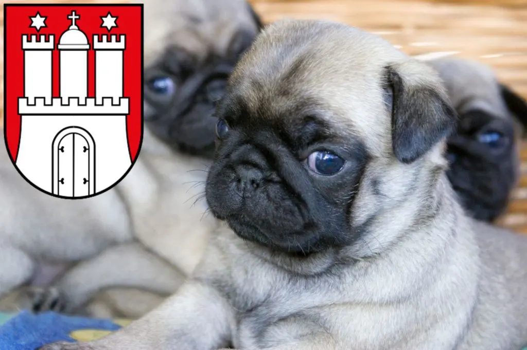 Mops Züchter mit Welpen Eimsbüttel, Hamburg