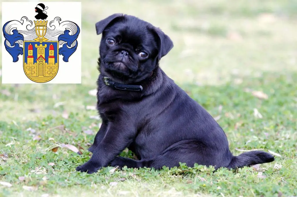 Mops Züchter mit Welpen Eisenberg (Thüringen), Thüringen