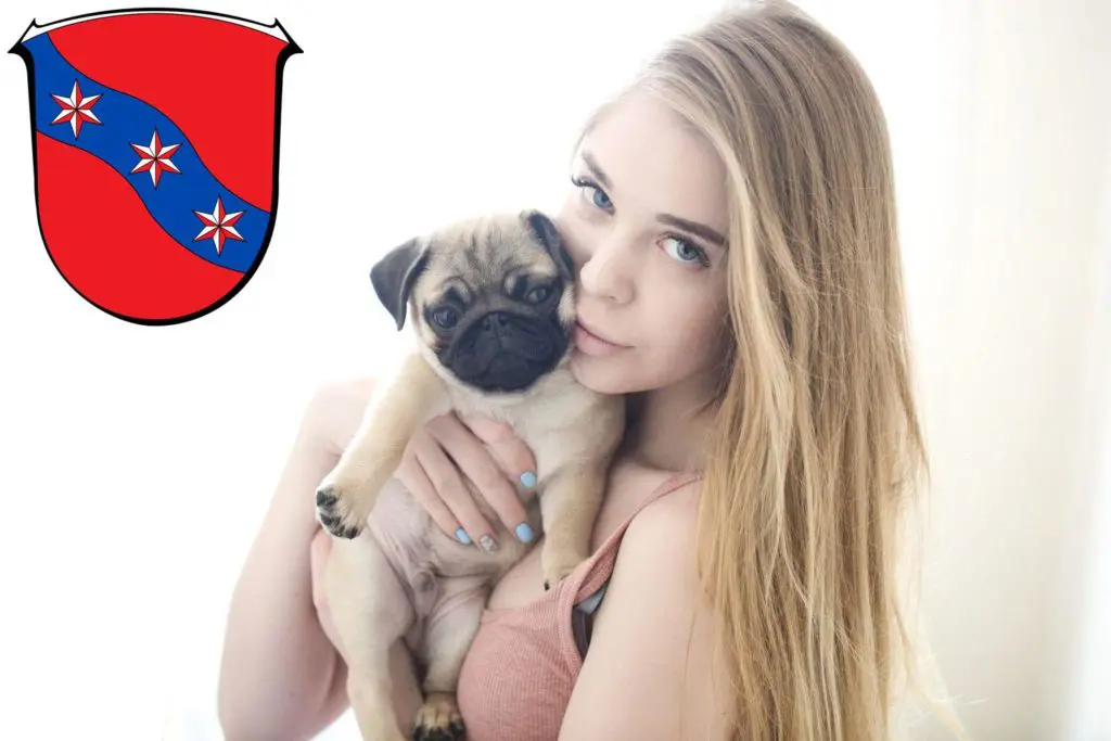 Mops Züchter mit Welpen Erbach (Odenwald), Hessen