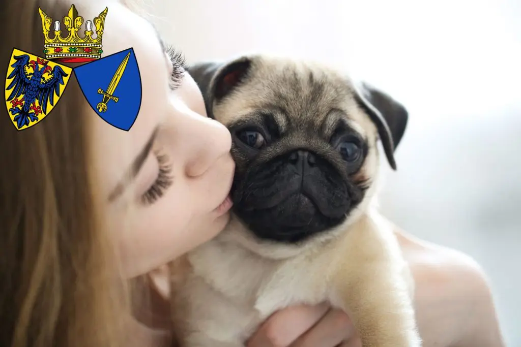 Mops Züchter mit Welpen Essen, Nordrhein-Westfalen