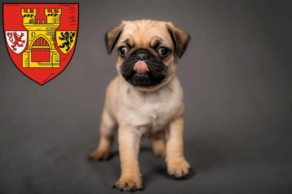 Mops Züchter mit Welpen Euskirchen, Nordrhein-Westfalen
