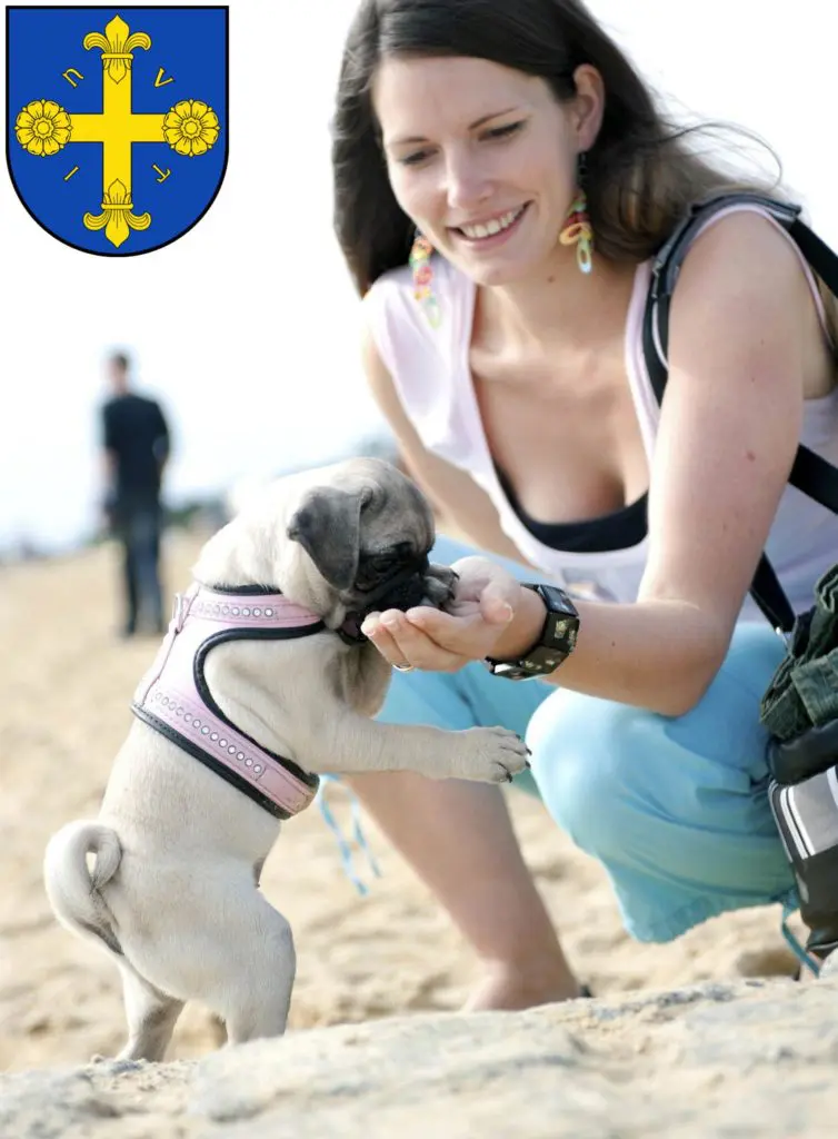 Mops Züchter mit Welpen Eutin, Schleswig-Holstein