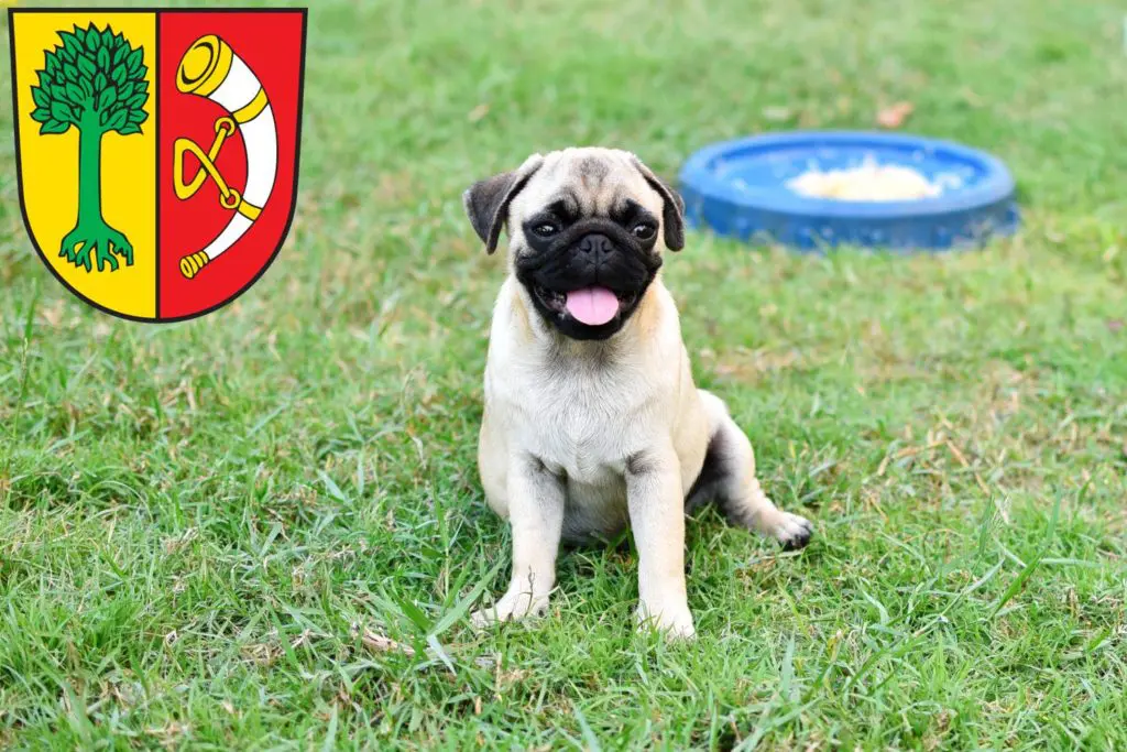 Mops Züchter mit Welpen Friedrichshafen, Baden-Württemberg
