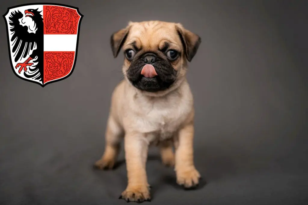 Mops Züchter mit Welpen Garmisch-Partenkirchen, Bayern