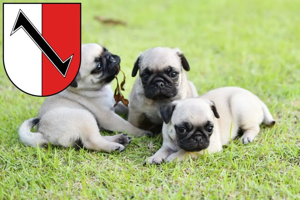 Mops Züchter mit Welpen Halberstadt, Sachsen-Anhalt