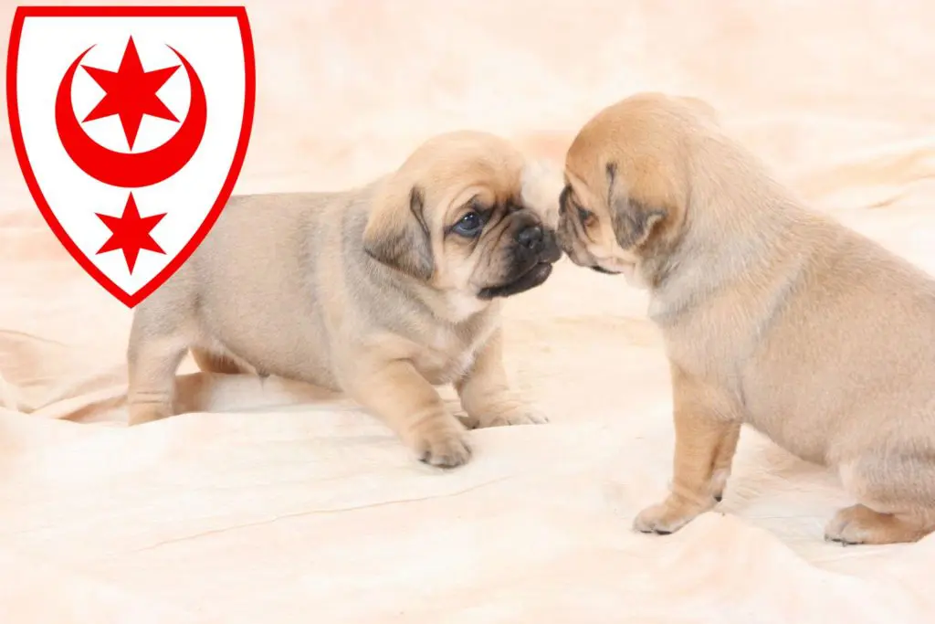 Mops Züchter mit Welpen Halle (Saale), Sachsen-Anhalt