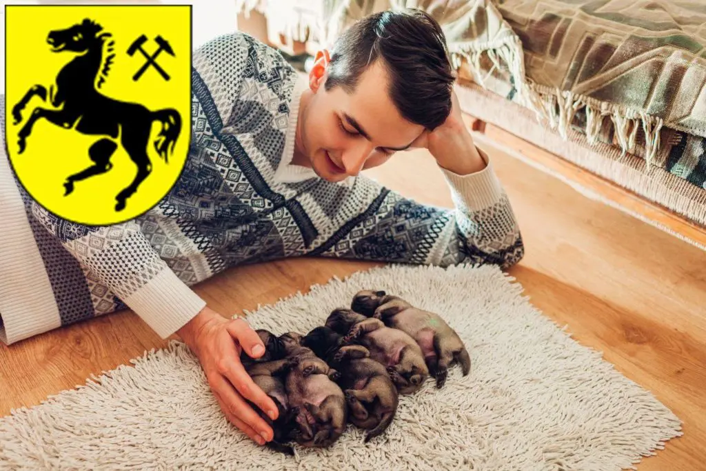 Mops Züchter mit Welpen Herne, Nordrhein-Westfalen