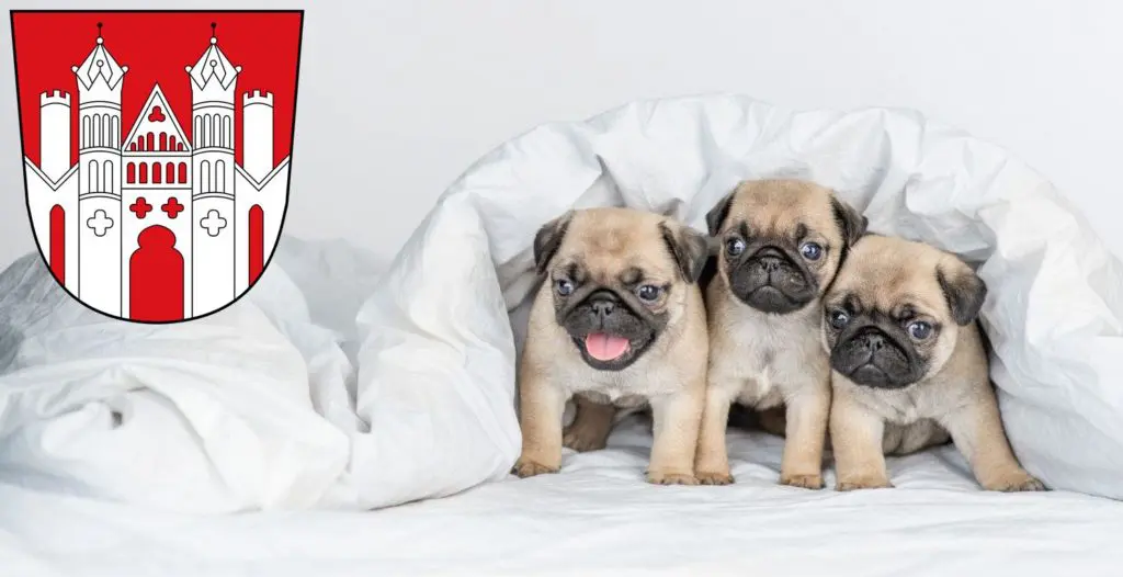 Mops Züchter mit Welpen Höxter, Nordrhein-Westfalen