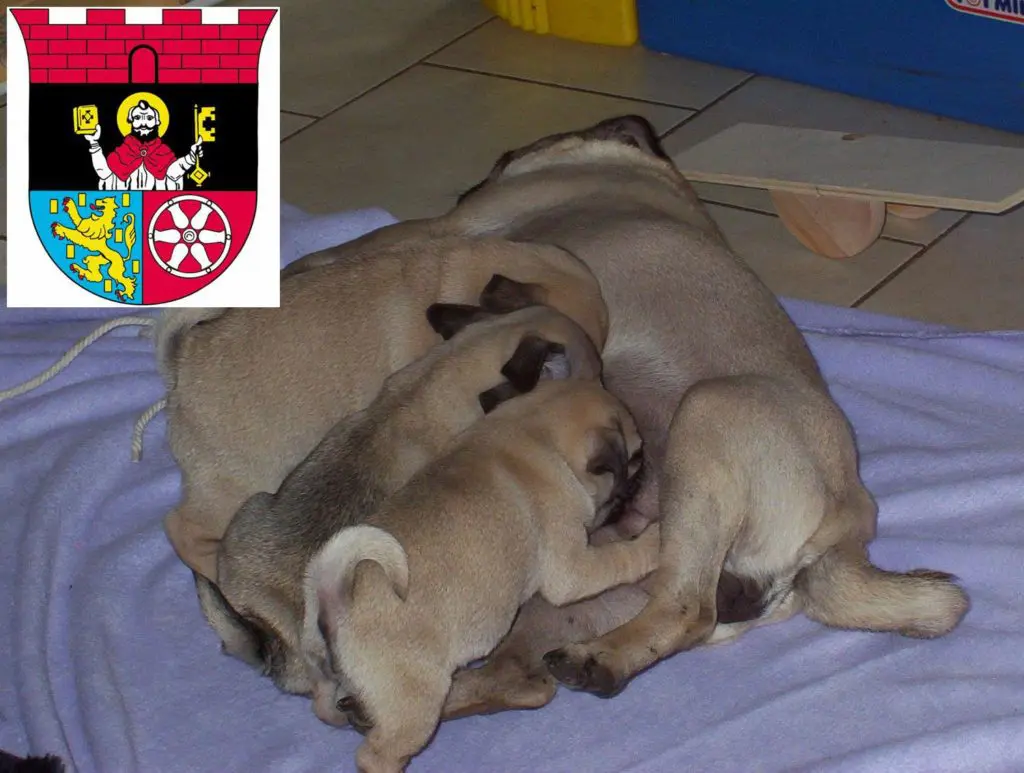 Mops Züchter mit Welpen Hofheim am Taunus, Hessen