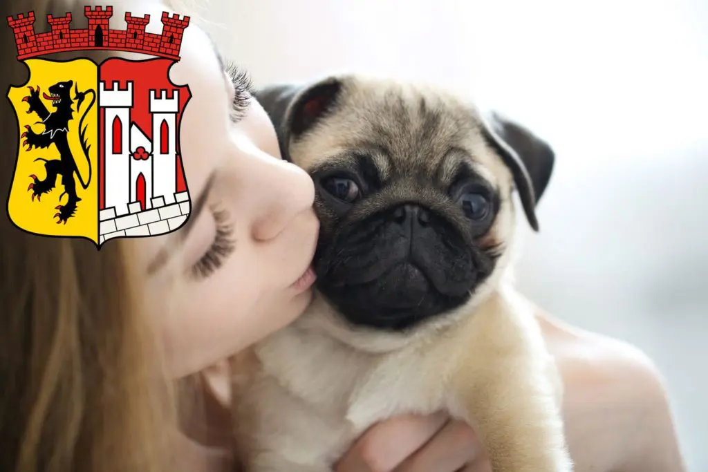 Mops Züchter mit Welpen Jülich, Nordrhein-Westfalen