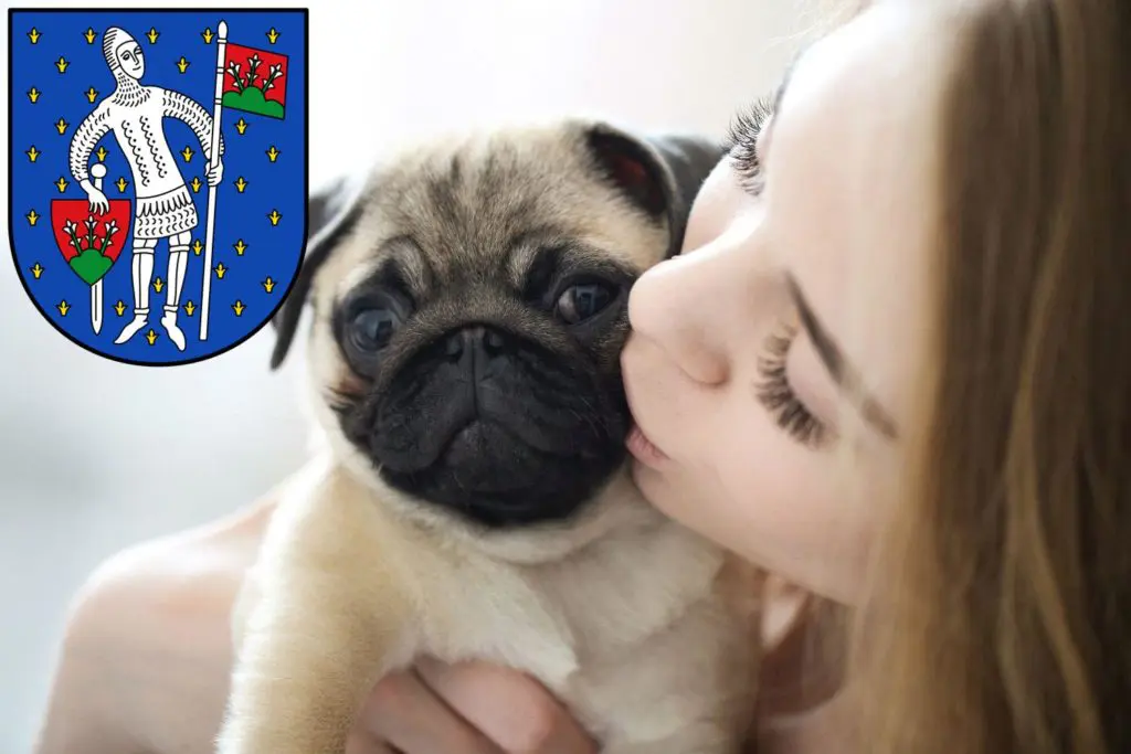 Mops Züchter mit Welpen Lauterbach (Hessen), Hessen