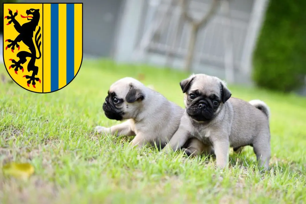 Mops Züchter mit Welpen Leipzig, Sachsen