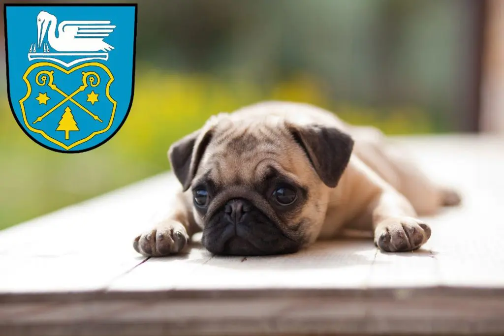 Mops Züchter mit Welpen Luckenwalde, Brandenburg