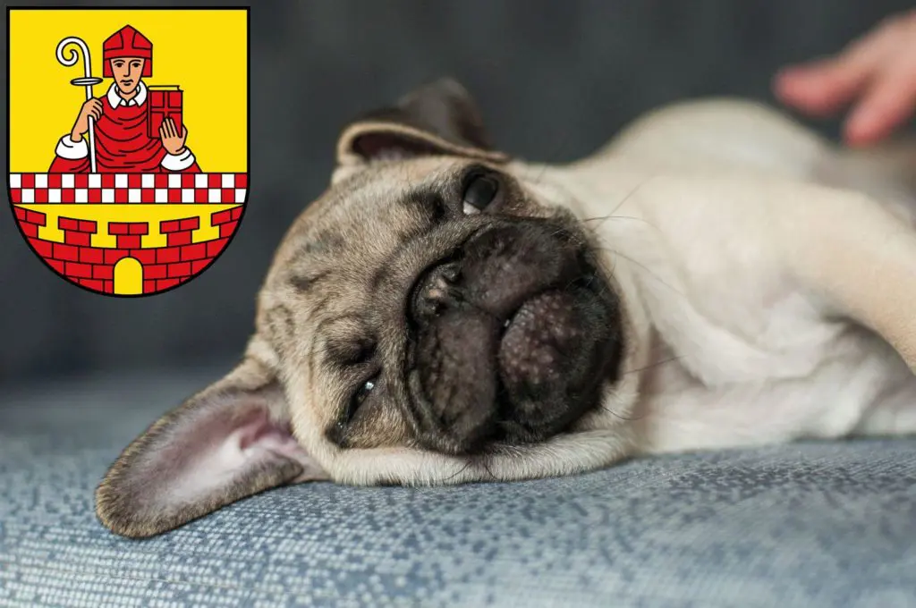 Mops Züchter mit Welpen Lüdenscheid, Nordrhein-Westfalen