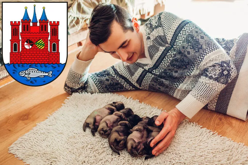 Mops Züchter mit Welpen Lutherstadt Wittenberg, Sachsen-Anhalt