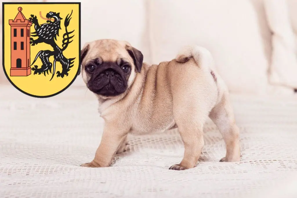 Mops Züchter mit Welpen Meißen, Sachsen