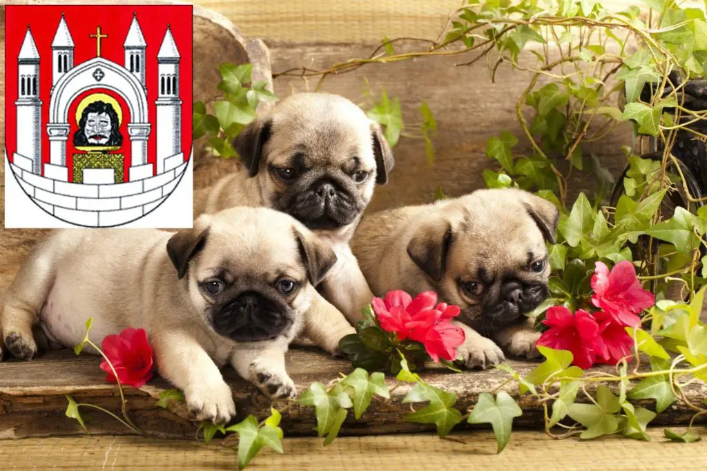 Mops Züchter mit Welpen Merseburg, Sachsen-Anhalt