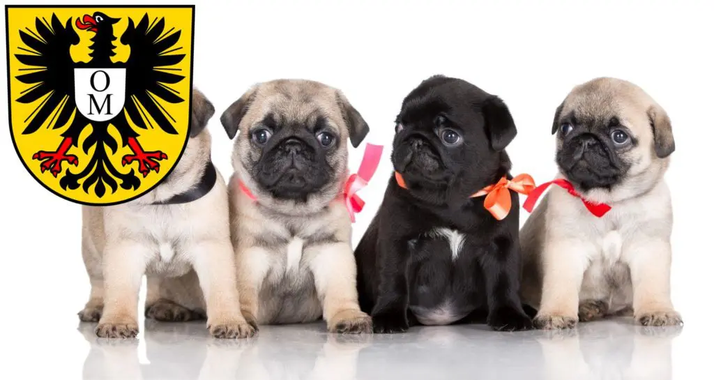 Mops Züchter mit Welpen Mosbach, Baden-Württemberg
