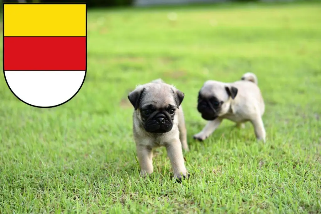 Mops Züchter mit Welpen Münster, Nordrhein-Westfalen