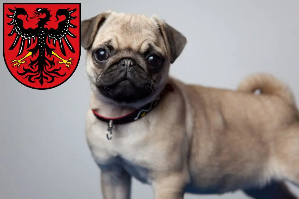 Mops Züchter mit Welpen Neumarkt in der Oberpfalz, Bayern