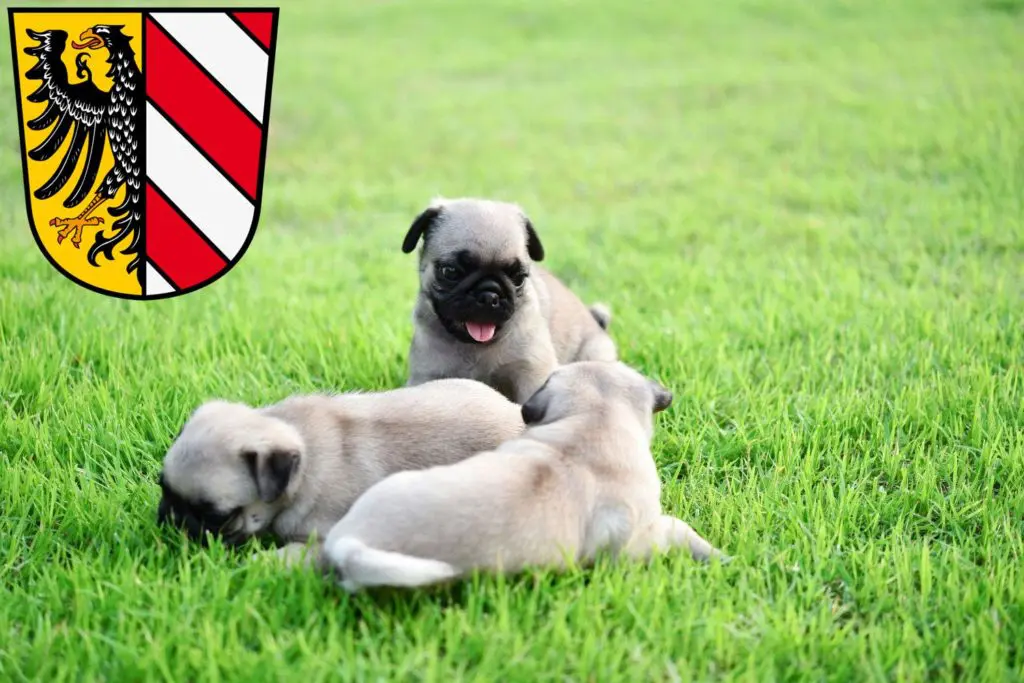 Mops Züchter mit Welpen Nürnberg, Bayern