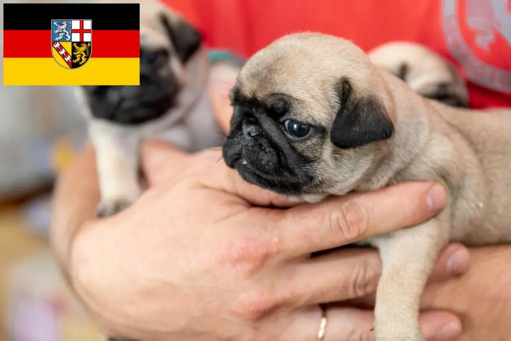 Mops Züchter mit Welpen Saarland, Saarland