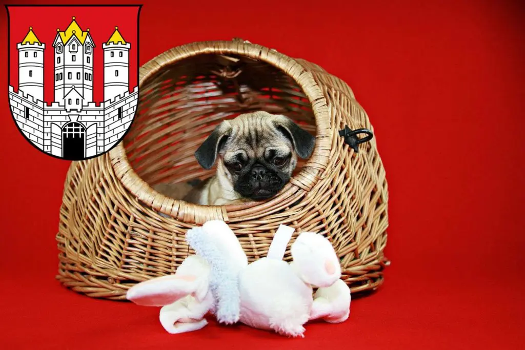 Mops Züchter mit Welpen Salzburg, Österreich