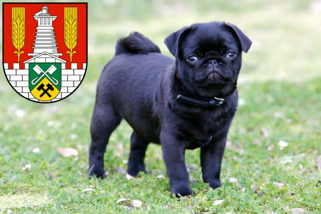 Mops Züchter mit Welpen Salzgitter, Niedersachsen