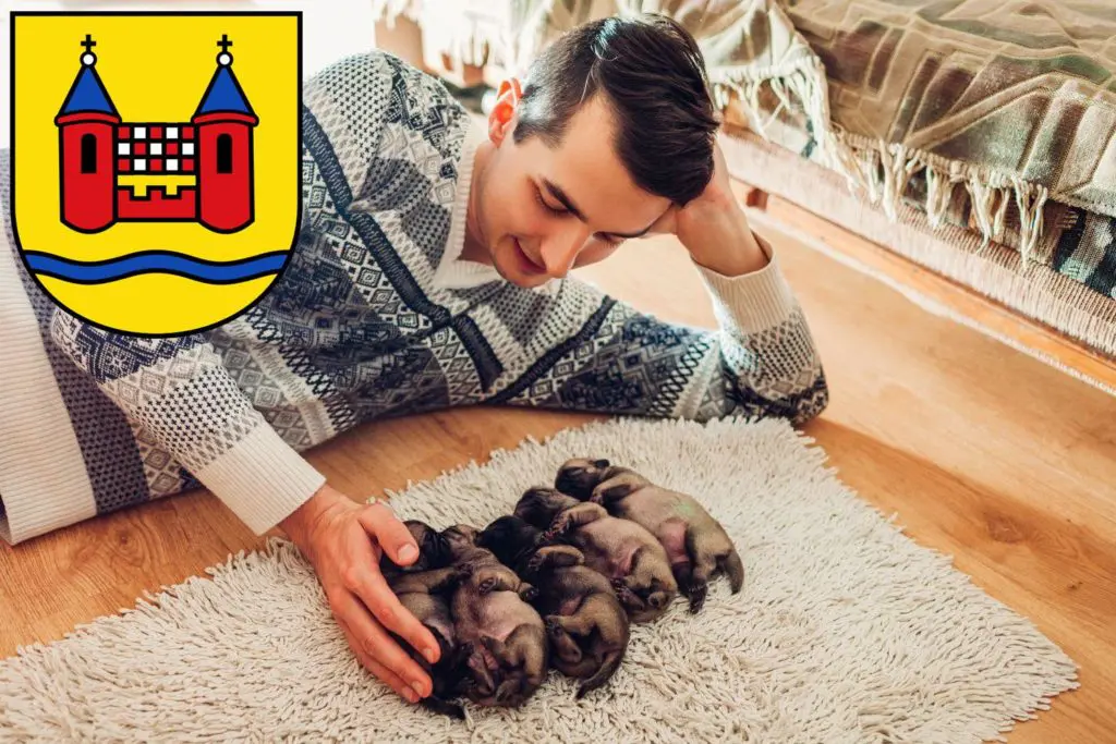 Mops Züchter mit Welpen Schwelm, Nordrhein-Westfalen