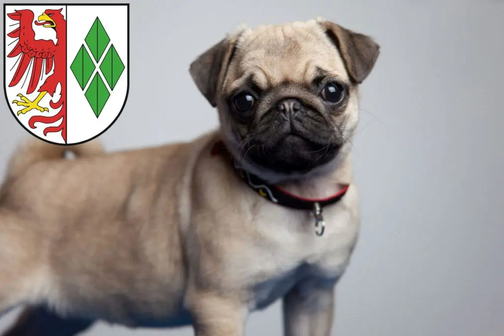 Mops Züchter mit Welpen Stendal, Sachsen-Anhalt
