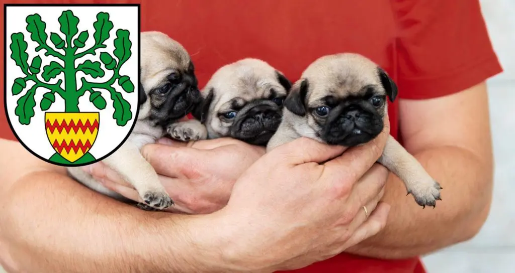 Mops Züchter mit Welpen Westerstede, Niedersachsen