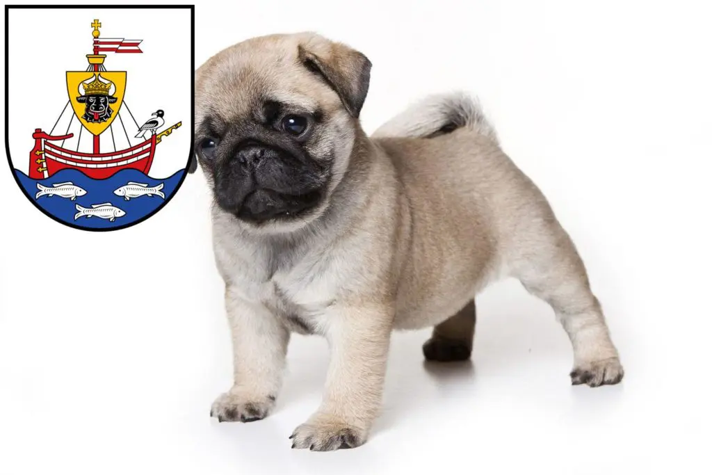 Mops Züchter mit Welpen Wismar, Mecklenburg-Vorpommern