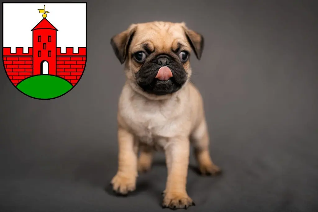 Mops Züchter mit Welpen Zirndorf, Bayern
