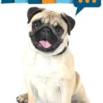 Mops Forum - Fragen und Antworten zum Mops