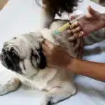 Schütze Deinen Mops vor vermeidbaren Krankheiten und vergrößere seine Chance auf ein langes Leben!