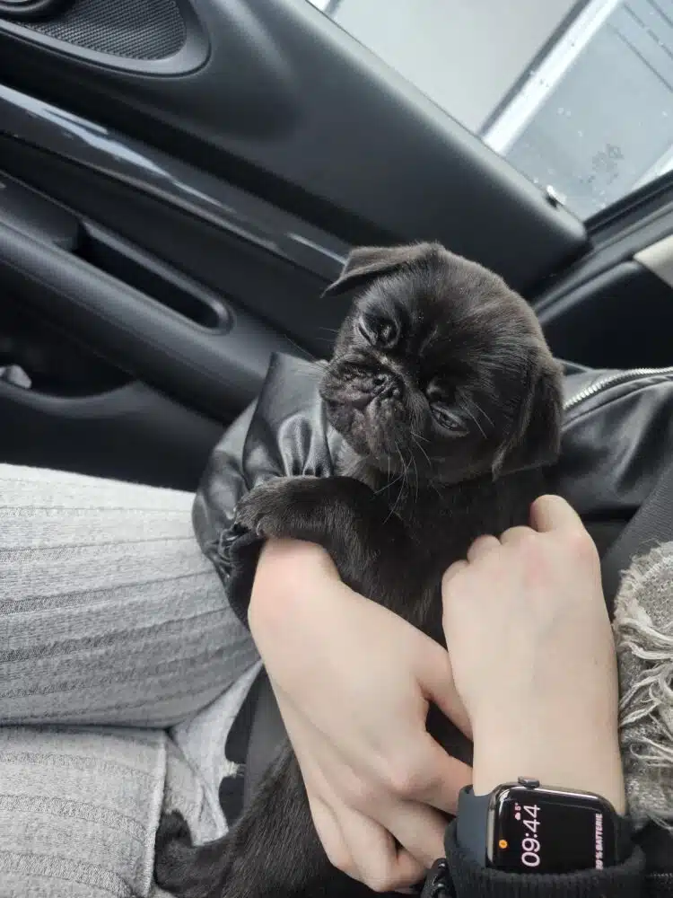 Mops Ernährung und Futter Mops.de